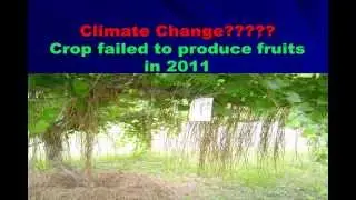 Transition to Organic: Impact on Yield and Environmental Performance of Muscadine in Heavy Soil