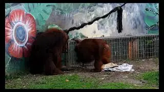 Как люди