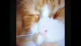 Catstar