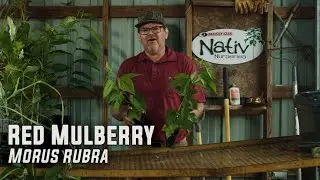 Red Mulberry | Fast Growing Multi-Purpose Tree That Attracts Humans, Wildlife, and Pollinators