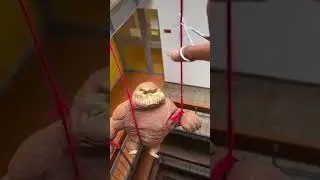 monkey splash