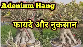 अडेनियम को लटकाने के फायदे और नुकसान || ADENIUM Hang ke Benefit or loss || Adenium Hang