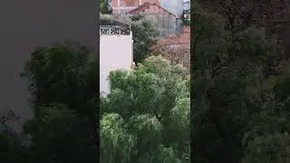 Strong winds, 強風, vientos fuertes 60  mph  رياح قوية