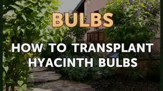 How to Transplant Hyacinth Bulbs