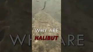 Палтус &mdash; УДИВИТЕЛЬНАЯ рыба, которая даже выпрыгивает из воды, когда ловишь ее агрессивно.