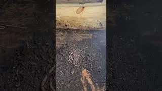 Worm Farming - Bin start up Part 1 of 3