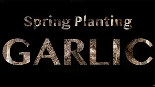 How to plant garlic in the spring