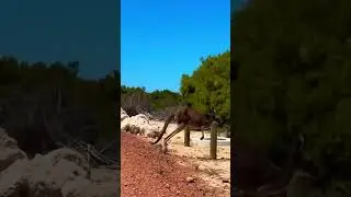 Wild kangaroos hopping by #shorts #animals #nature #kangaroo #australia