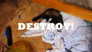 Epic Ferret