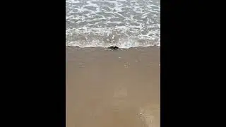 Не успели спасти морскую черепашку #израиль