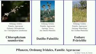 Pflanzen, Ordnung Iridales, Familie Agavaceae beschorneria plants rigida undulata Hosta Yucca