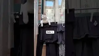 #Naples #italy #funny #shorts #cats