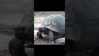 Tortoise walking slowly @CallingNature-zn9vb