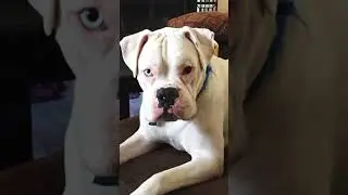 White Boxer Dog Price in India 2024 ||🐶🐶