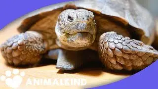 Country comes together to find tortoise a new home