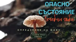 #Определяне на живо през Януари - девет вида #гъби, които да търсим през зимата.
