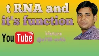 What is tRNA?/tRNA, transfer RNA, RNA, ribonucleic acid, protein synthesis,