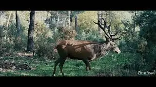 Cerfs, biches, chevreuils et sangliers film&eacute;s avec un pi&egrave;ge photo Bushnell