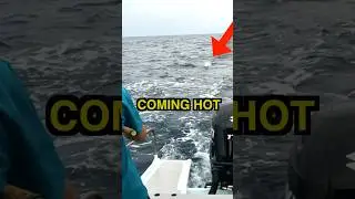 GOT TO RESIST DOING THAT (Kuala Rompin sailfish on the fly)