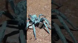 Trap-door spider | #Mygalomorph * #Spider * #Arachnid * #Invertebrate * #Nature * #Wildlife