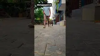 ms dog boarding house