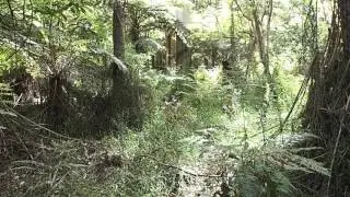 Chant du M&eacute;nure Superbe // Lyrebird song