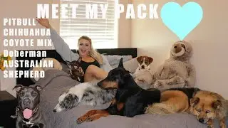 MEET ALL MY DOGS (my pack)