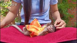 Tiny Monkey Janny Bathes and sleeping in the Morning
