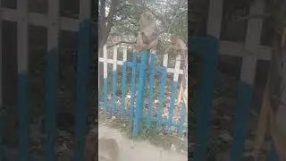 station par monkey ki masti                            Jai shree ram like comment share karo