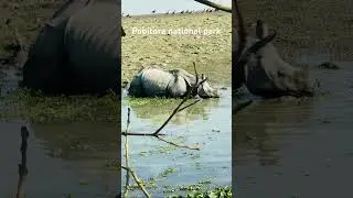 Pobitora national park🐘#assam  #pobitora #zubeengarg