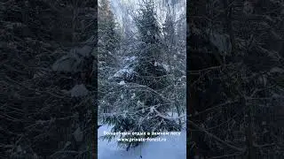 Отдых в лесу -4