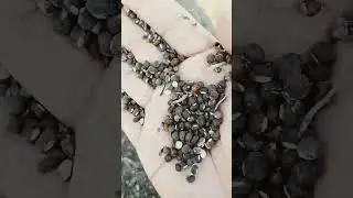 urad daal #nature farming Himalayas uttarakhand