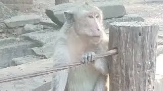 Woow look at smart monkey happy much sitting on stones waiting for food