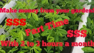Making money part time from your garden - Part 1