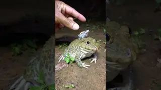 Happy Catching Funny Tanking Frogs \ Fun Fun Watching Video Animals #shortvideo
