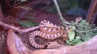 Great Basin Rattlesnake (Crotalus Oreganus Lutosus) 2
