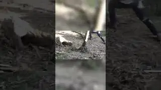 আলিপুরদুয়ারের হাতিপোতাতে কিং কোবরা rescue।/#viral #short #alipurduar #snake #rescue