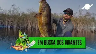 Baquara Team - Em busca dos tucunarés gigantes