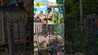 #pigfeed #pig sale #piglets loading in west Bengal #piglet market #piggery #farming #viral #shorts