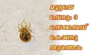 മൂട്ടയെ വെറും 3 സെക്കൻഡ് കൊണ്ടു തുരത്താം/Malayalam Health Tips