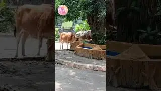 BANTENG JAWA #shorts  #wisata #kbs #binatang #wonderful #indonesia #sby #jawatimur #java #bull