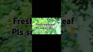 Fresh waterleaf, my mini farm #ytshorts #shorts #farm #farming #youtubeshorts #waterleaf #short