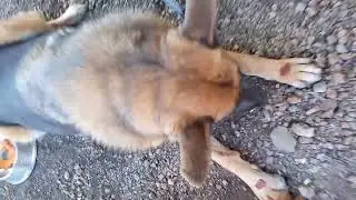 Dog Shows Incredible Patience Waiting for Treats | Obedience Training in Action