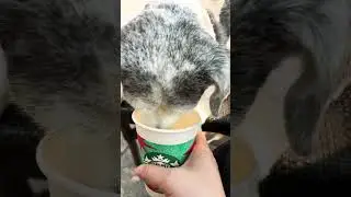 Dog drink Starbucks milk 🥛