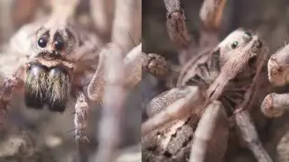 How to Take Better Photos for iNaturalist