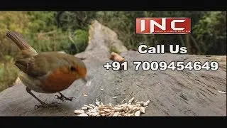 Bird Lovers | Parveen Vij | Farishtey