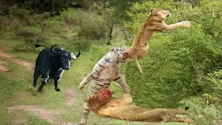 Dramatic Buffalo Chasing Tiger To Rescue Lion