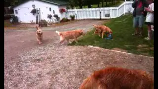 Maplelane Golden Retrievers Doggy Reunion 2011
