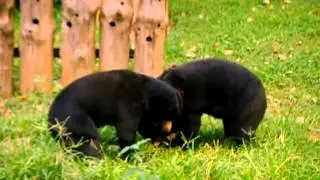 Sun Bear Sunday 1  (at Animals Asia's Vietnam Bear Sanctuary)