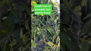 #avocadofarm #avocado